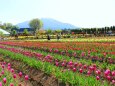 山中湖花の都公園