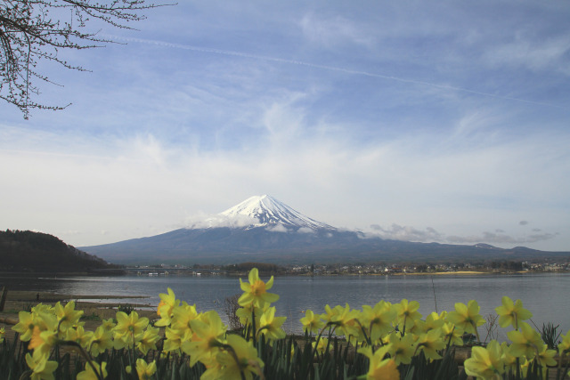 スイセンと富士山