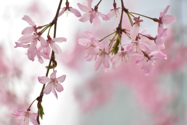 しだれ桜