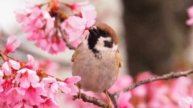 隅田公園の陽光桜と雀