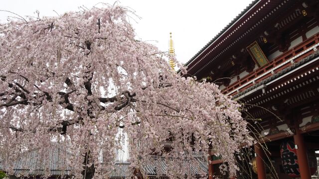 浅草寺のしだれ桜