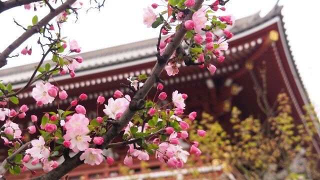 浅草寺のホンカイドウ