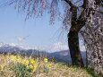 桜、水仙、雪山、春の風景