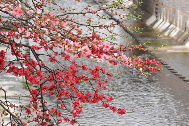 木瓜の花