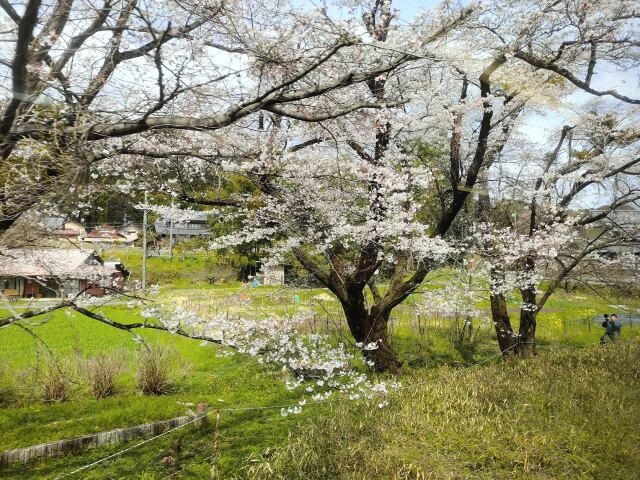 桜の花