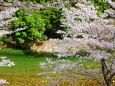 桜の花