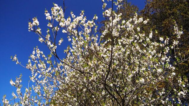 古河公方公園の花桃