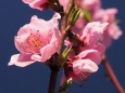 古河公方公園の花桃