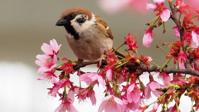 隅田公園の陽光桜と雀