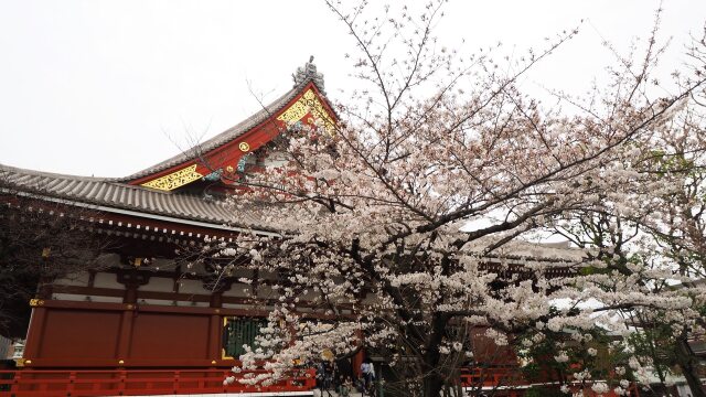 浅草寺の桜