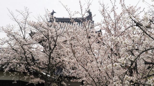 郡山城の桜