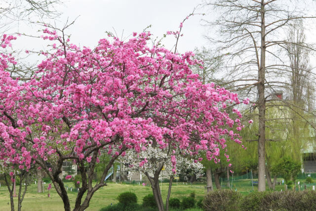 満開の花桃