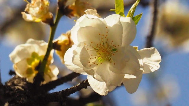 古河公方公園の花桃