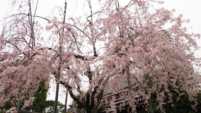 浅草寺のしだれ桜