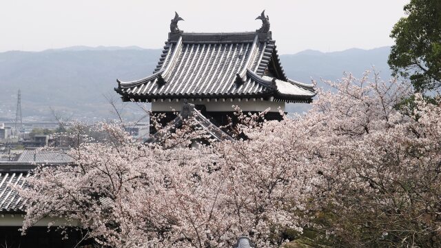 郡山城の桜