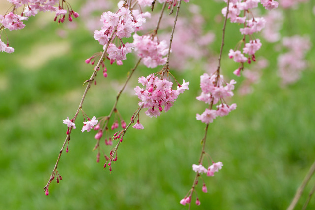 枝垂桜