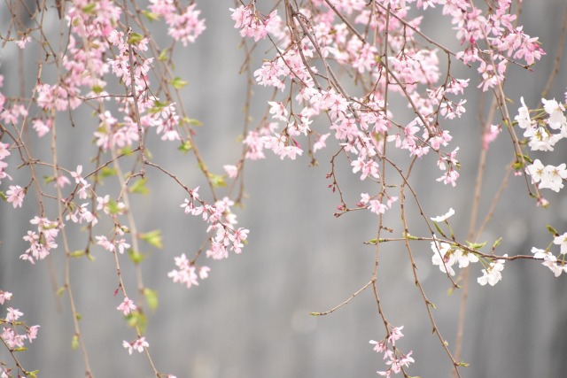 桜のれん