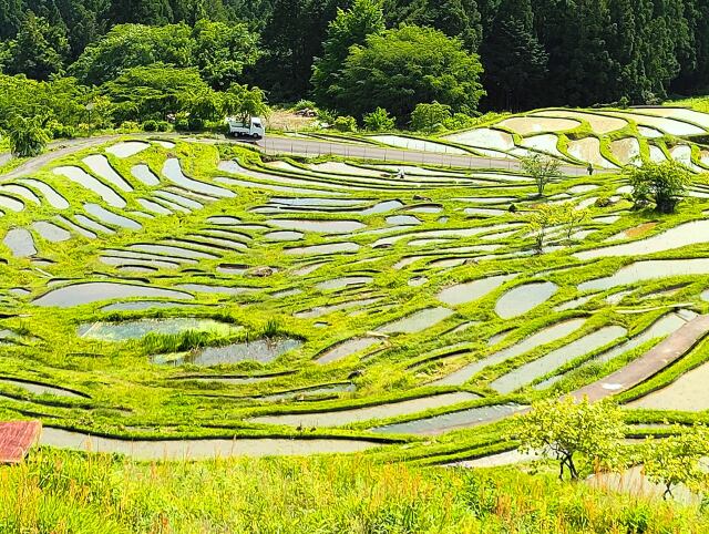 春の棚田