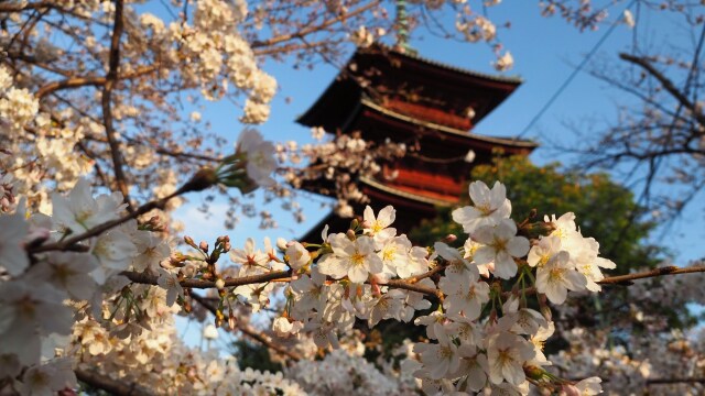 池上本門寺の桜