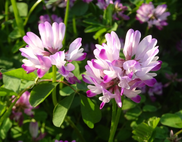 可愛い春 レンゲの花