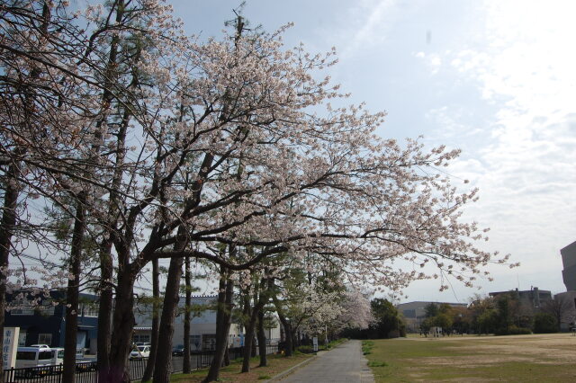 春です！桜です 2024年