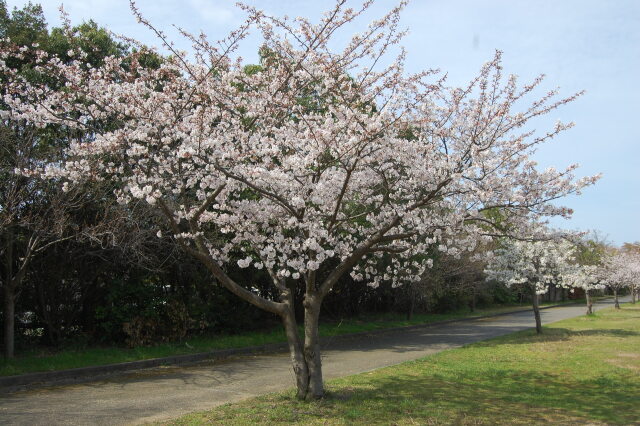 春です！桜です 2024年