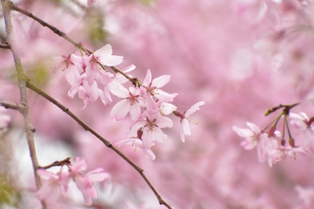 しだれ桜