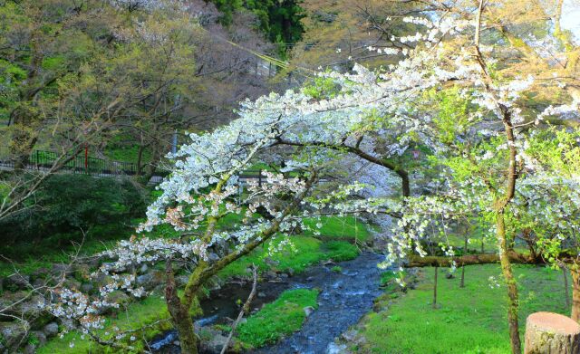 養老公園