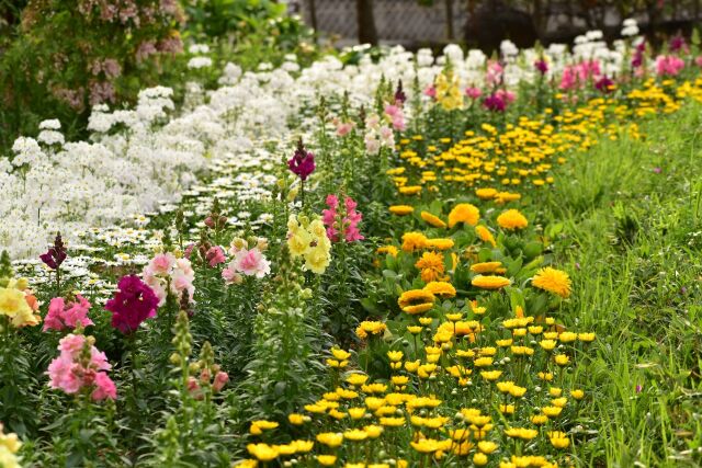 春の花壇