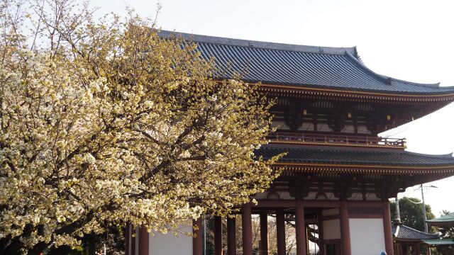 池上本門寺の桜