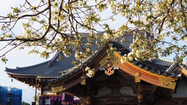 池上本門寺の桜