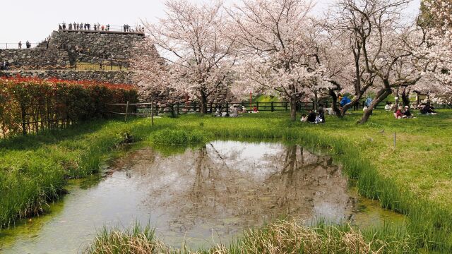 郡山城の桜