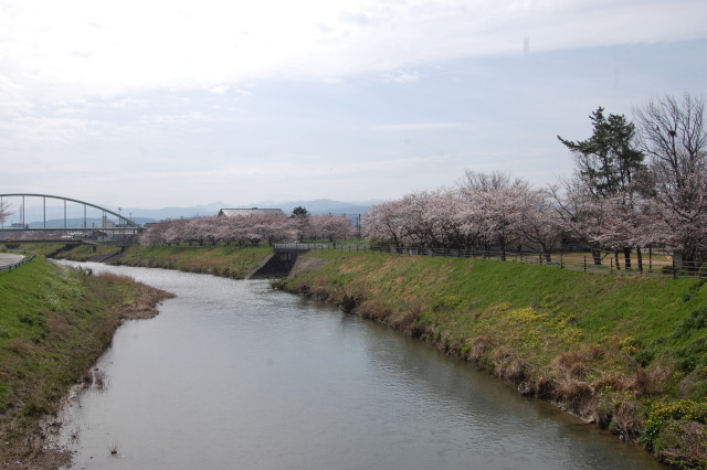 春です！桜です 2024年