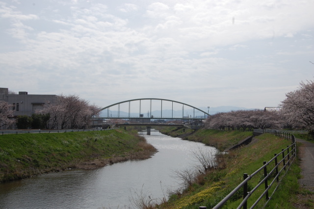 春です！桜です 2024年