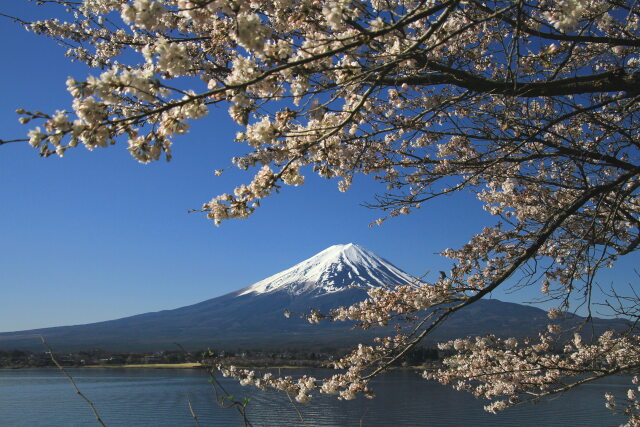 桜に富士山