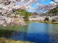 桜の花