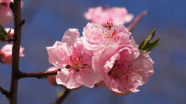 古河公方公園の花桃