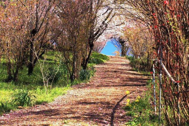 桜のトンネル