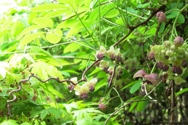 アケビの花