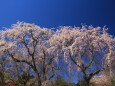 しだれ桜