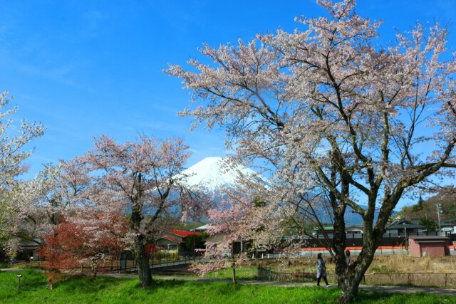 忍野八海