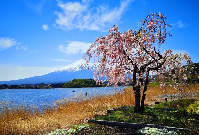 春の河口湖