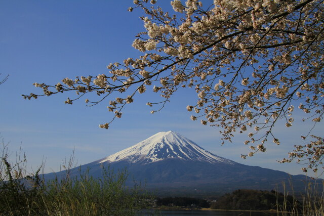 富士山に桜