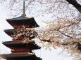 池上本門寺の桜