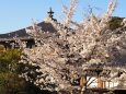 清水寺の桜