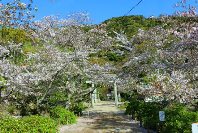 春の岩国吉香公園