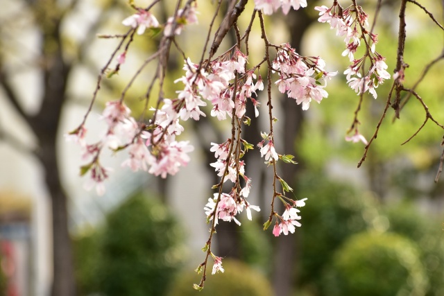 枝垂れ桜