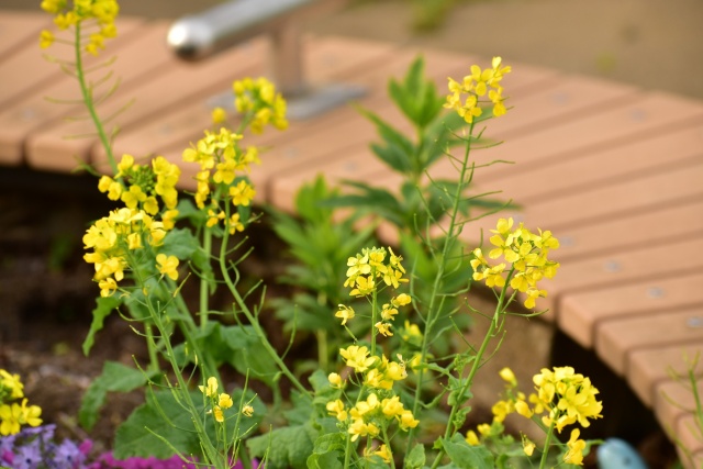 菜の花が咲くベンチ