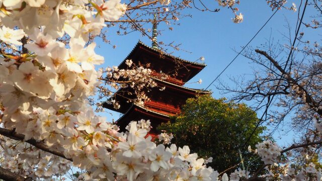 池上本門寺の桜