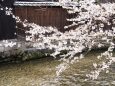 祇園白川の桜